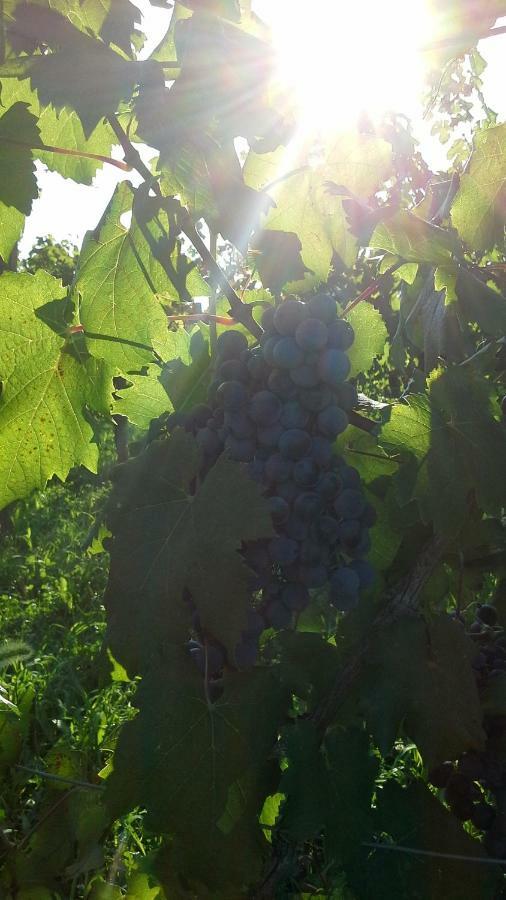 Agriturismo Le Giarine Fogliano Redipúglia Buitenkant foto